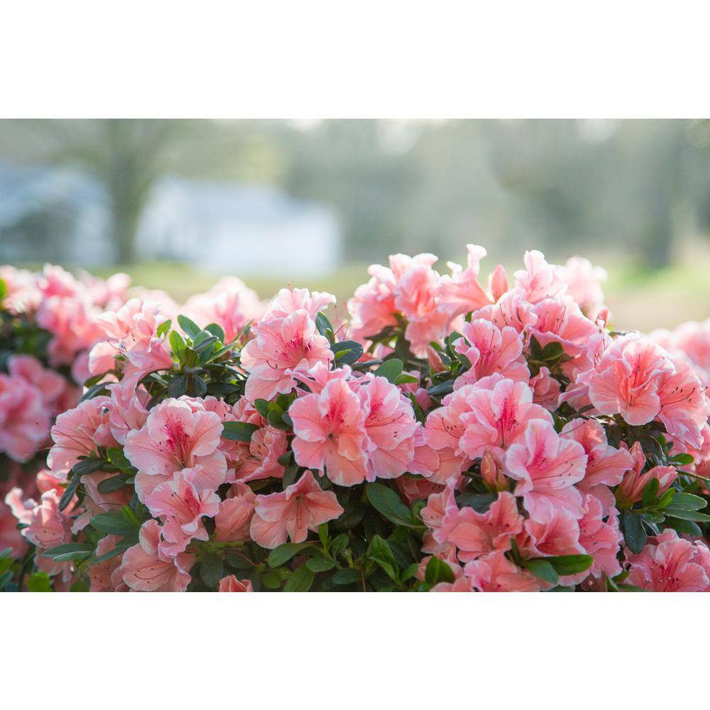 ENCORE AZALEA 1 Gal. Encore Autumn Sunburst Azalea Shrub with Bi-Colored Coral Pink and White Semi-Double Reblooming Flowers 10376