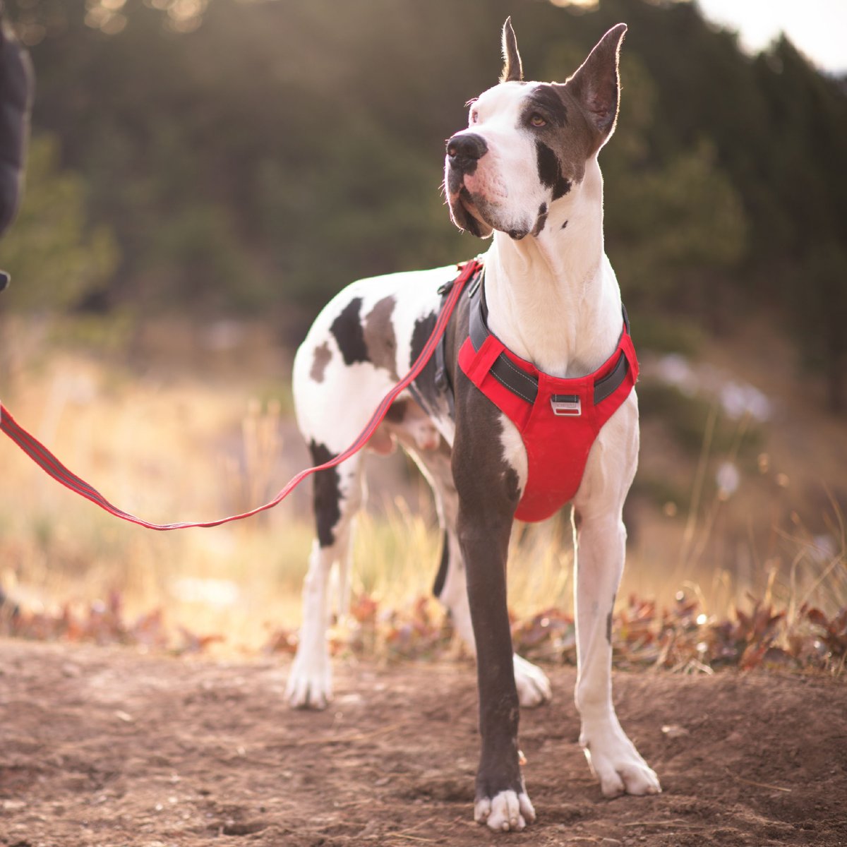 Outward Hound Boulder Grip Reflective Dog Leash