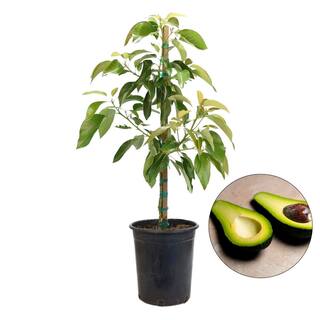 Alder  Oak #5 Container Zutano Avocado Evergreen Tree AVOZ05