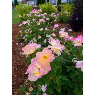 BLOOMIN' EASY Jumbo Pint Peach Lemonade Rose Live Shrub Lemon Yellow-White and Blush Pink Flowers DGRS4022