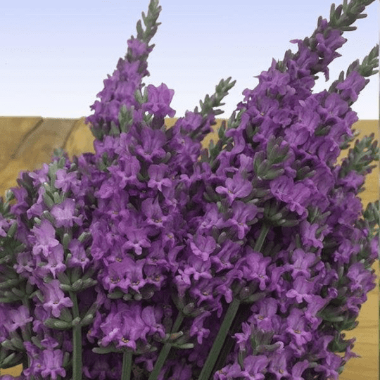 Sensational! Lavender Plant