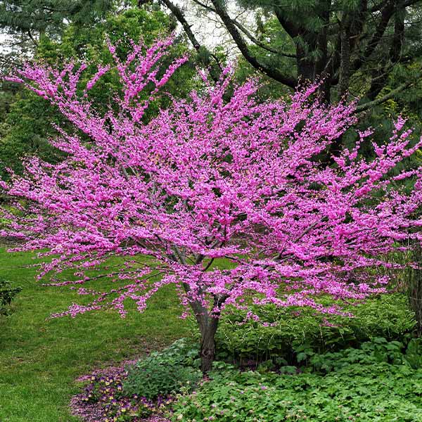 Eastern Redbud