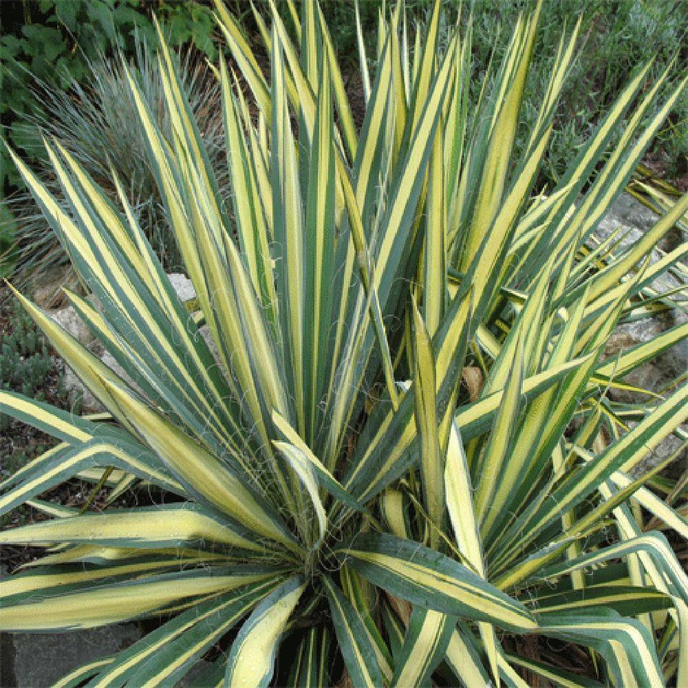 2.25 Gal. Color Guard Yucca Plant with Creamy White and Dark Green Foliage 13120