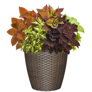 CHG CLASSIC HOME  GARDEN Nantucket 10 in. Russet Resin Planter 34210D-408R