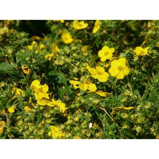 Online Orchards 1 Gal. Gold Drop Potentilla Shrub Beautiful Dwarf Shrub Lights Up with Profuse Golden Blossoms SBPT001