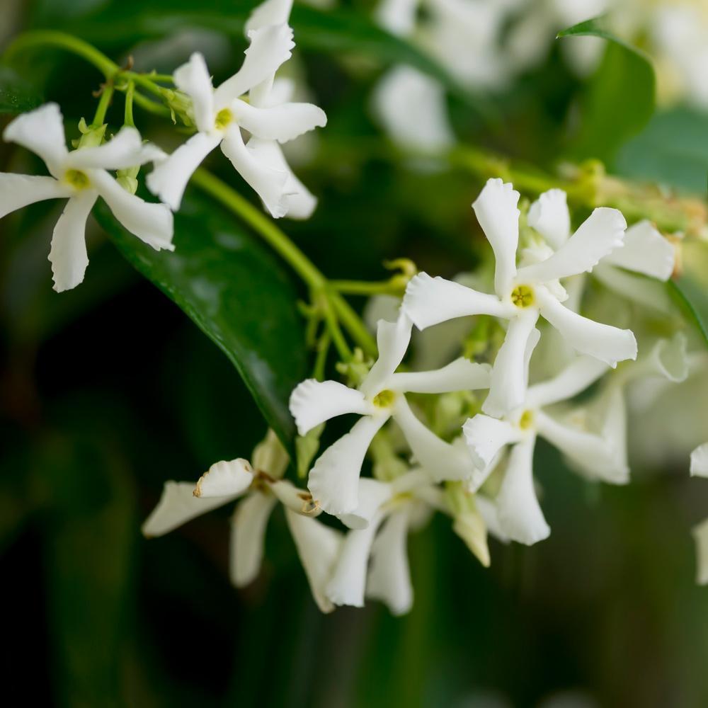 Star Jasmine