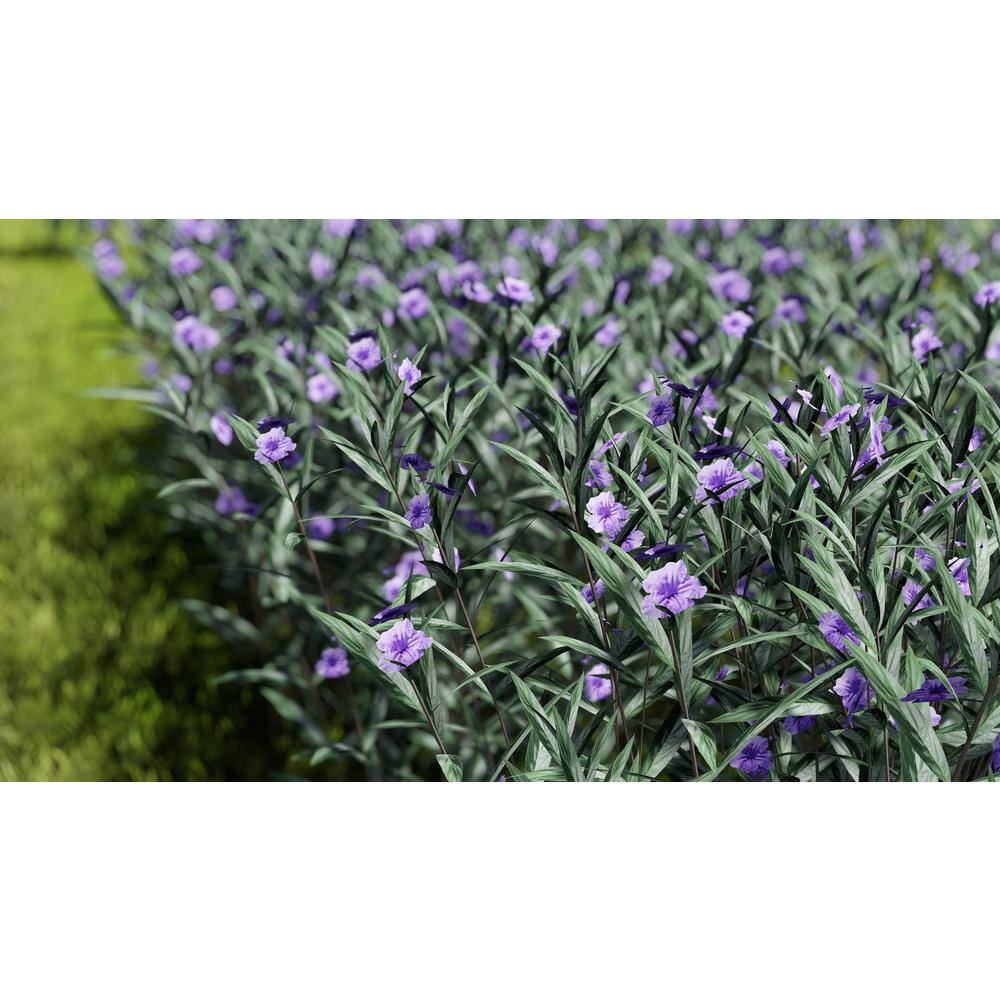 Pure Beauty Farms 2.5 Qt. Ruellia Purple Flower in 6.33 in Grower's Pot (2-Pack) DC1GRUELLIA2