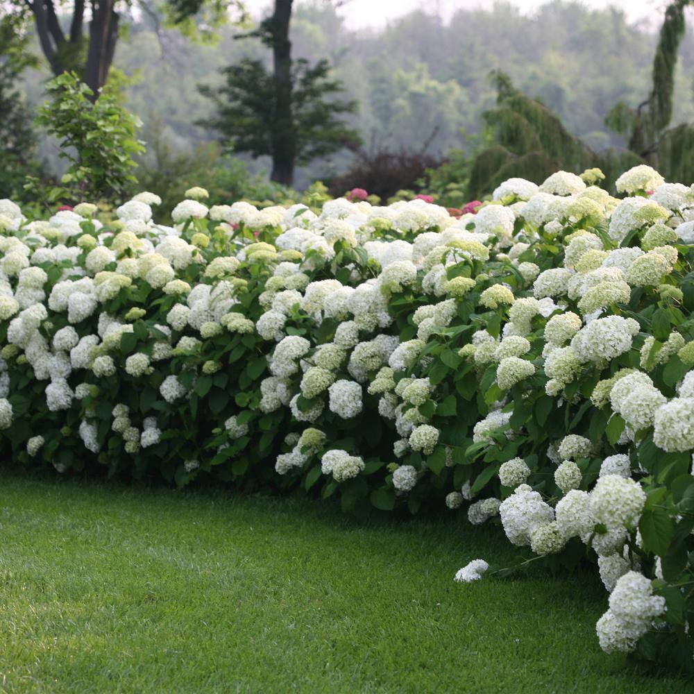 PROVEN WINNERS 5 Gal. Incrediball Hydrangea Shrub with Enormous White Blooms 18132