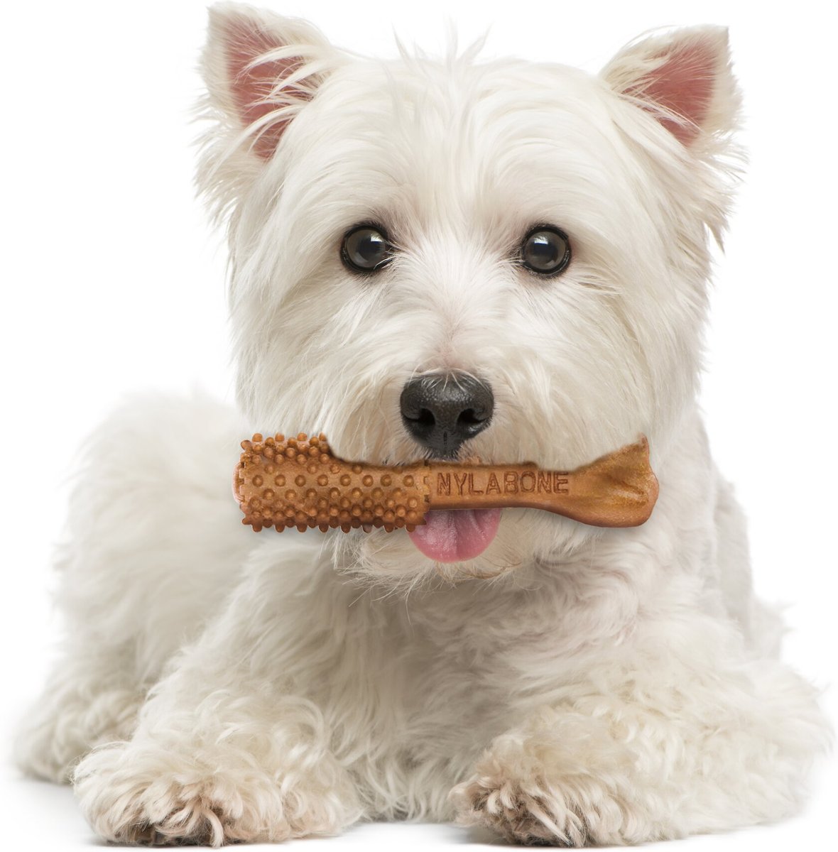 Nylabone Nutri Dent Small Limited Ingredients Filet Mignon Natural Dental Dog Treats