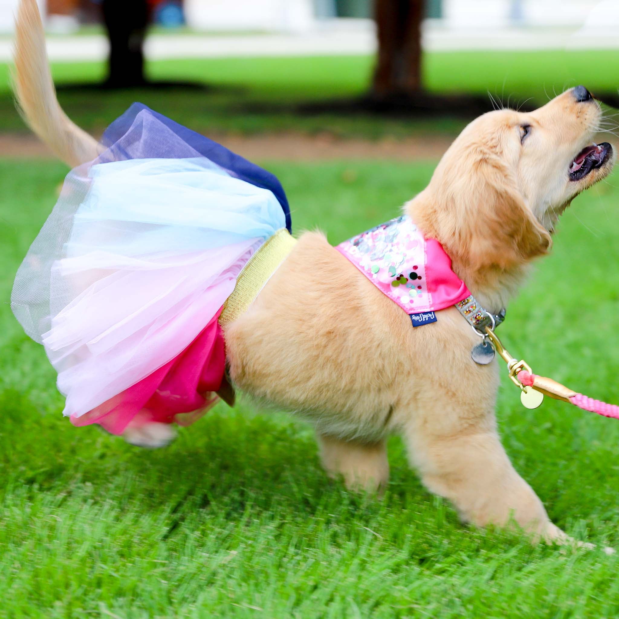 Packed Party Dog Tutu