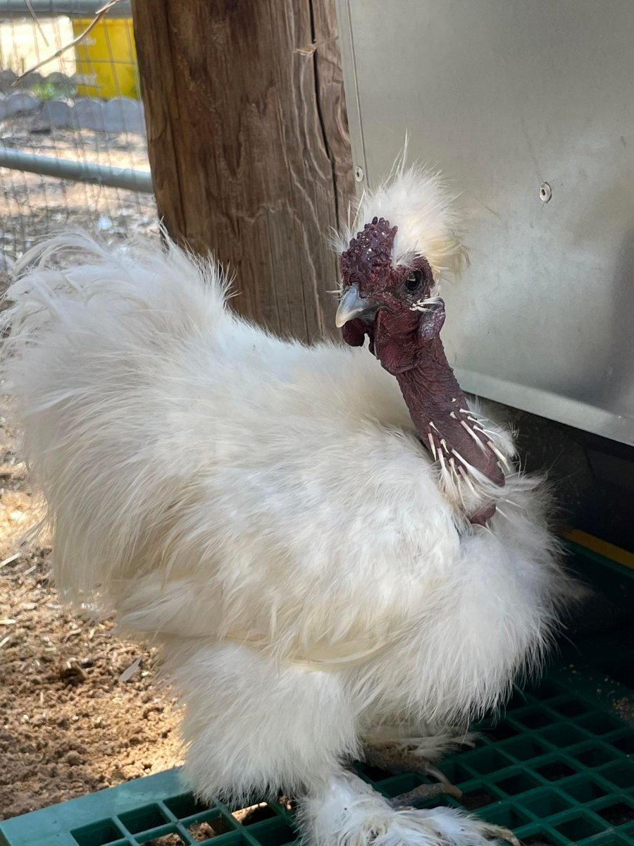 My Favorite Chicken Feedomatic Automatic Chicken and Duck Treadle Feeder