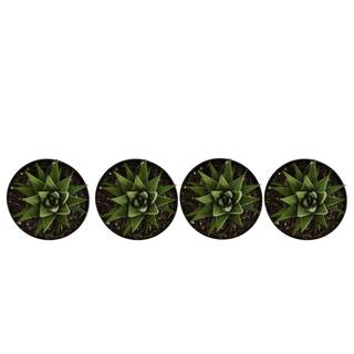 United Nursery Grower's Choice Haworthia Succulent (4-Pack) in 4 inch Grower Pot 79047