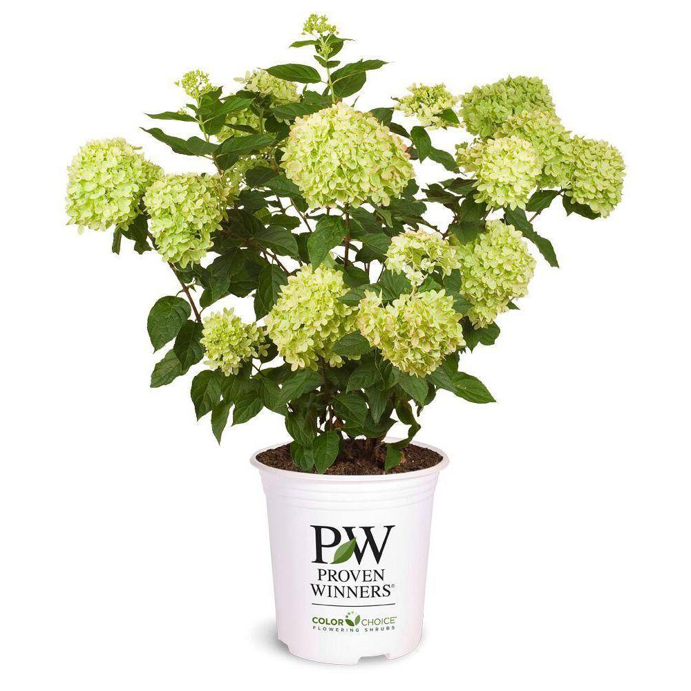 PROVEN WINNERS 2 Gal. Little Lime Hydrangea Plant with Green to Pink Flowers 14728