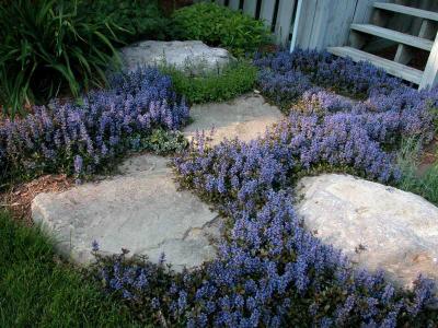 Classy Groundcovers - Ajuga reptans 'Chocolate Chip' Creeping Carpet Bugle 'Chocolate Chip'， Sicklewort 'Chocolate Chip'， Carpenter's Herb 'Chocolate Chip' {25 Pots - 3 1/2 inch Square}