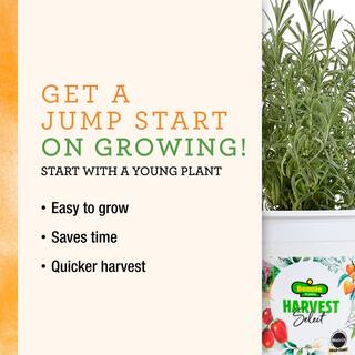 BONNIE PLANTS HARVEST SELECT 25 oz. Sweet Million Cherry Tomato Plant 715339321640