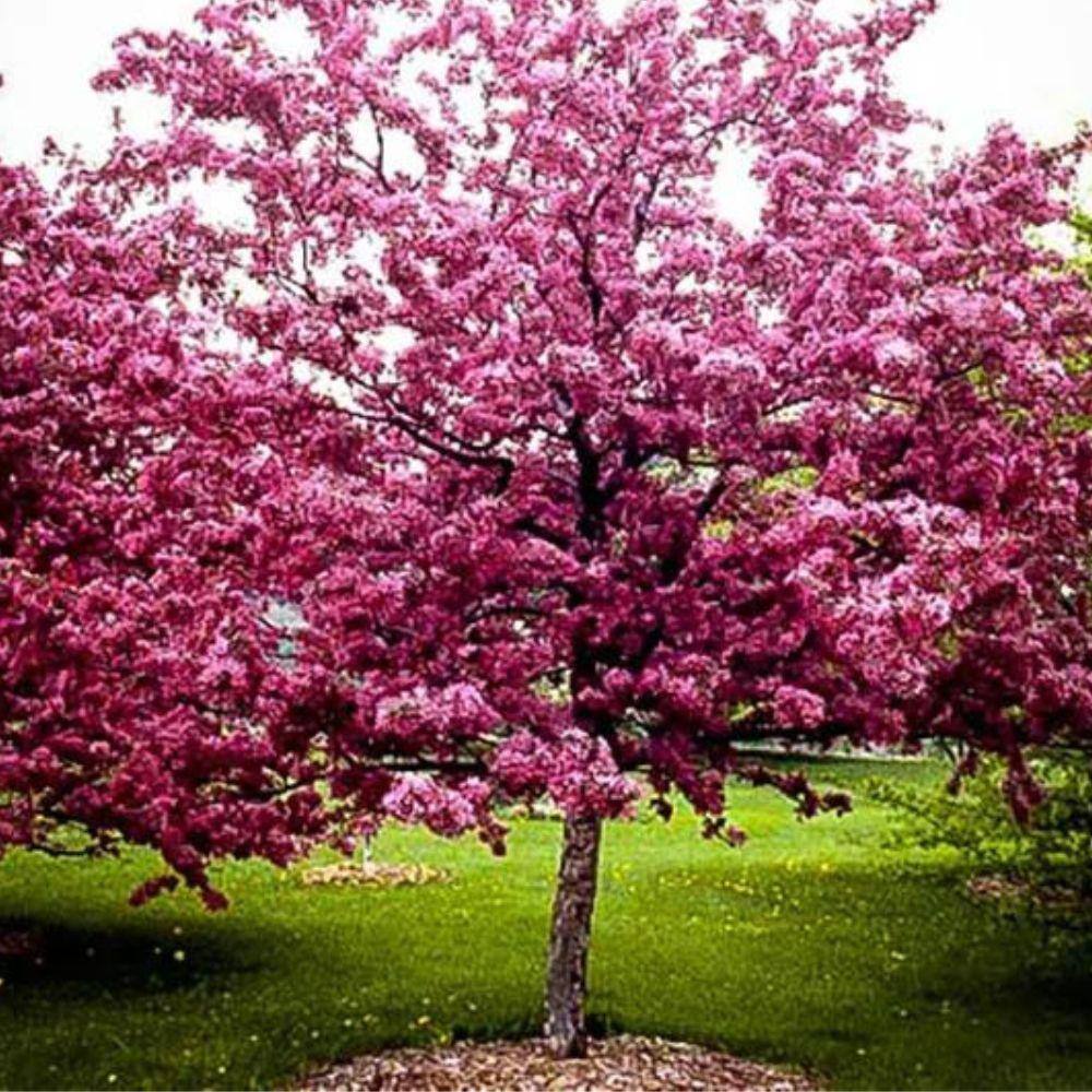 1 Gal. Robinson Crabapple Tree CRAROB01G