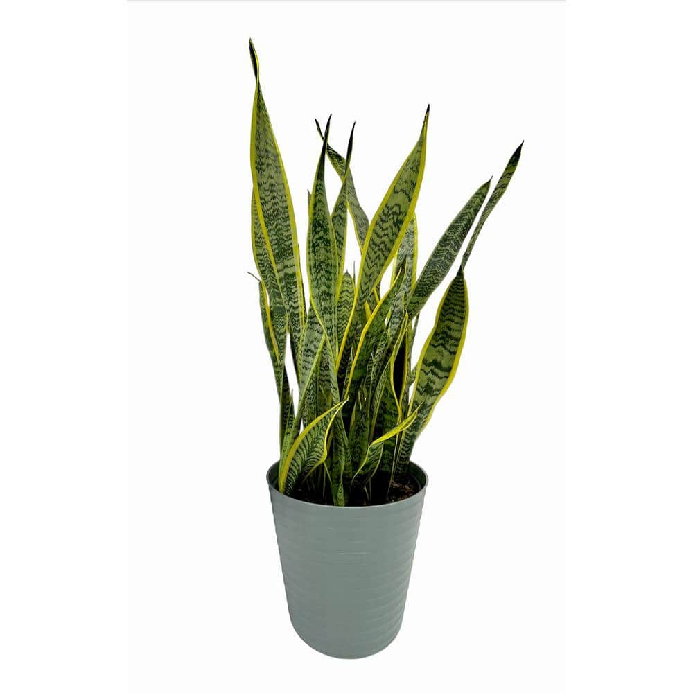 EVERBLOOM GROWERS INC. 10 in. Snake Plant Sansevieria Plant Grower's Choice in Deco Pot 10SANS