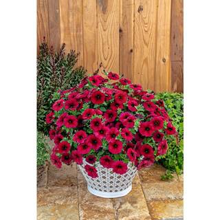 SUPERCAL 1 Qt. Bordeaux SuperCal Petunia Outdoor Annual Plant with Red Flowers (5-Pack) 4770