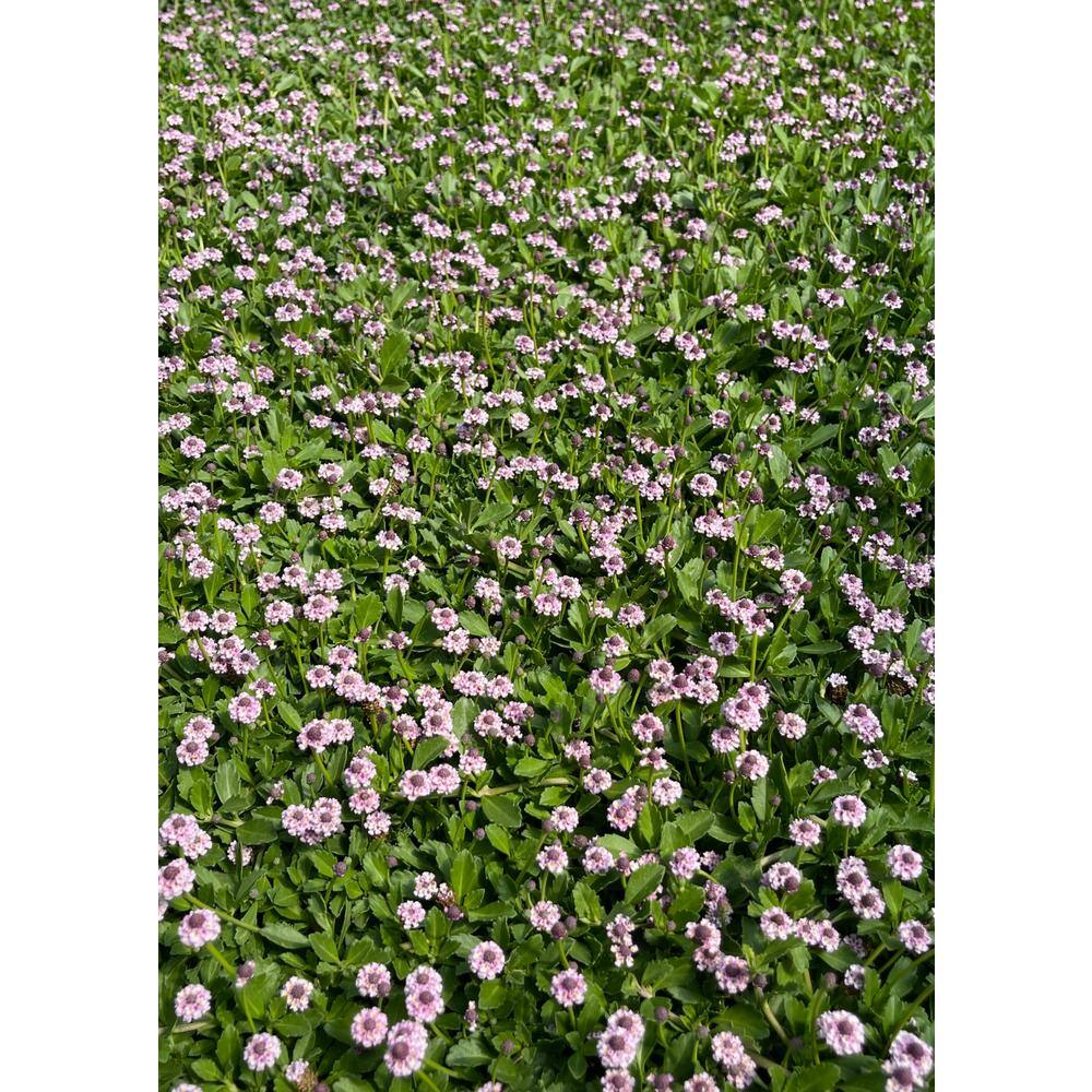 Cesicia Phyla Nodiflora Spreading Plant (10-Pack) NNPLANT12