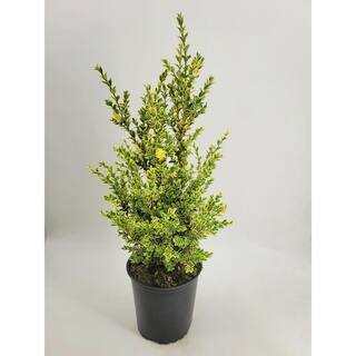 BELL NURSERY 2 Gal. Variegated Boxwood (Buxus Variegata) Live Evergreen Shrub BUXUS2VAR1PK