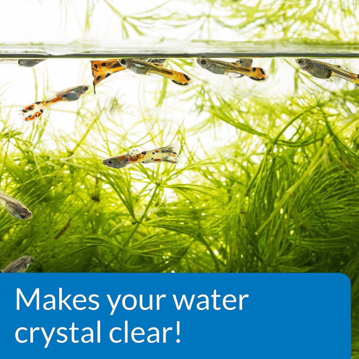 API Accu-Clear Freshwater Aquarium Clarifier