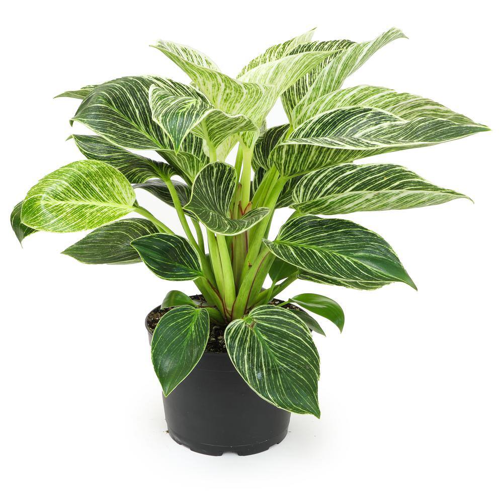 ALTMAN PLANTS 6 in. Philodendron Birkin Houseplant (Solo) 0872703