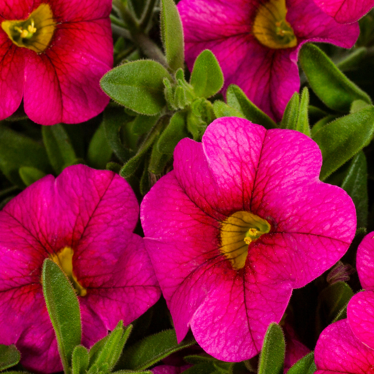 Expert Gardener 1.5 Gallon Pink Calibrachoa Annual Live Plant 1-Count with Hanging Basket