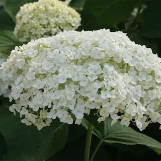 PROVEN WINNERS 5 Gal. Incrediball Hydrangea Shrub with Enormous White Blooms 18132