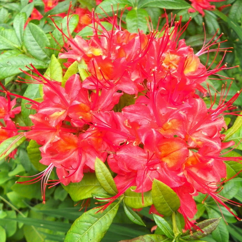 10 RED CUMBERLAND AZALEA Rhododendron Cumberlandense Bush Shrub Flower Seeds