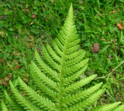 Classy Groundcovers - Lady Fern Northern Lady Fern {25 Pots - 3 1/2 inch Square}