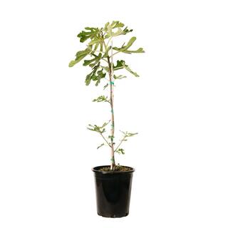 Alder  Oak 5 Gal. Brown Turkey Fig Deciduous Tree FIGT05