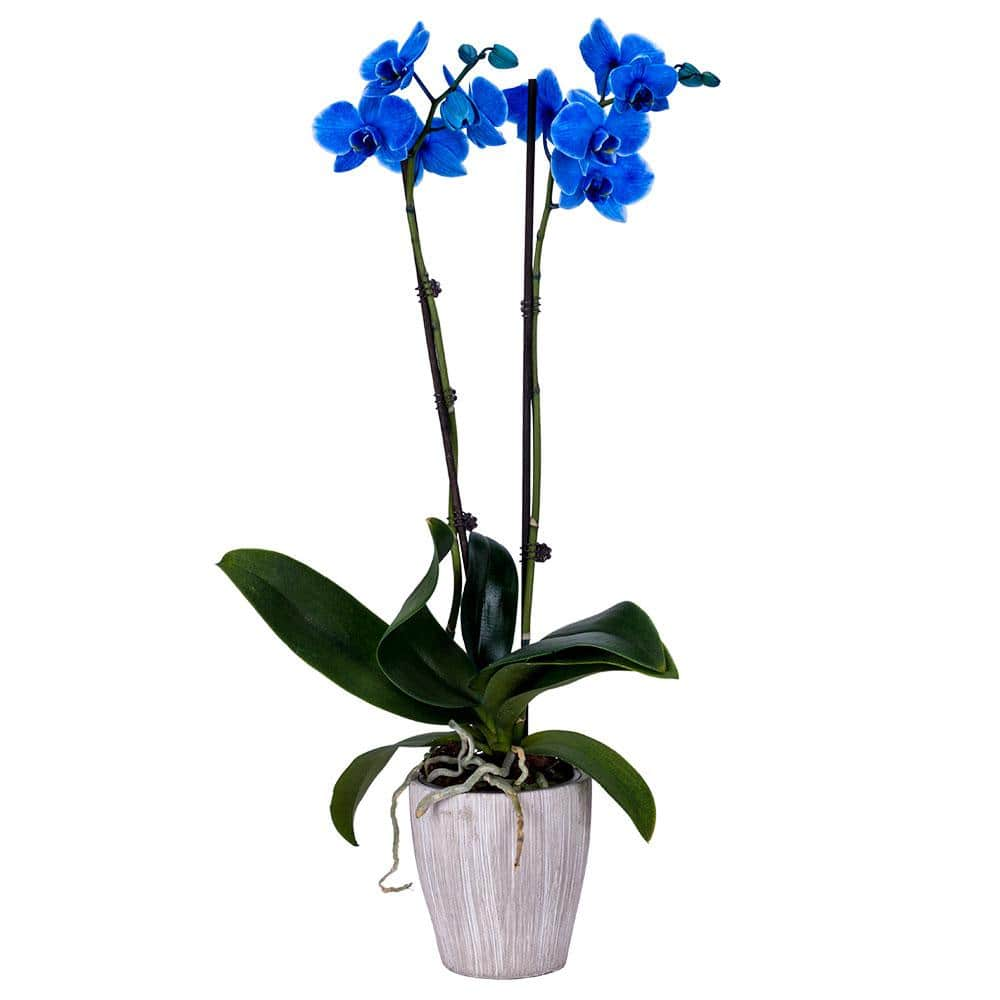 DecoBlooms 5 in. Orchid Blue in Container DB9059