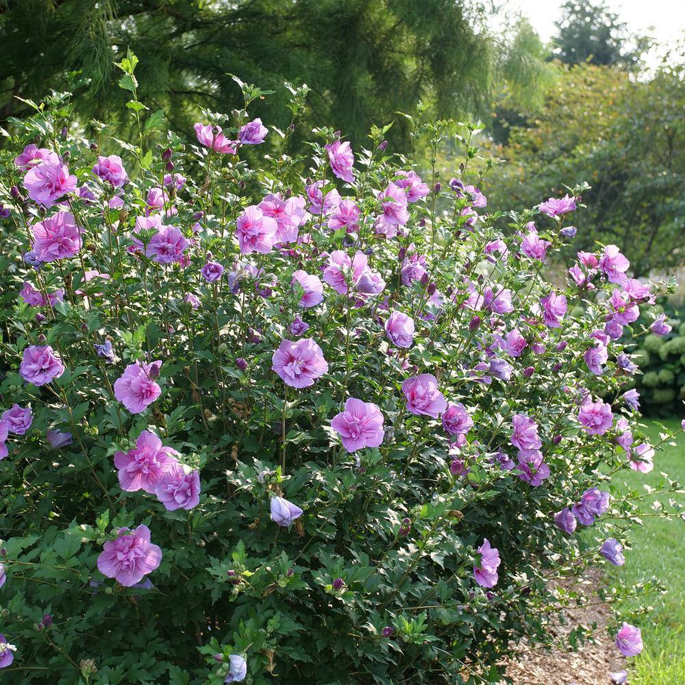 PROVEN WINNERS 2 Gal. Dark Lavender Chiffon Rose of Sharon (Hibiscus) Plant with Lavender Flowers 14481