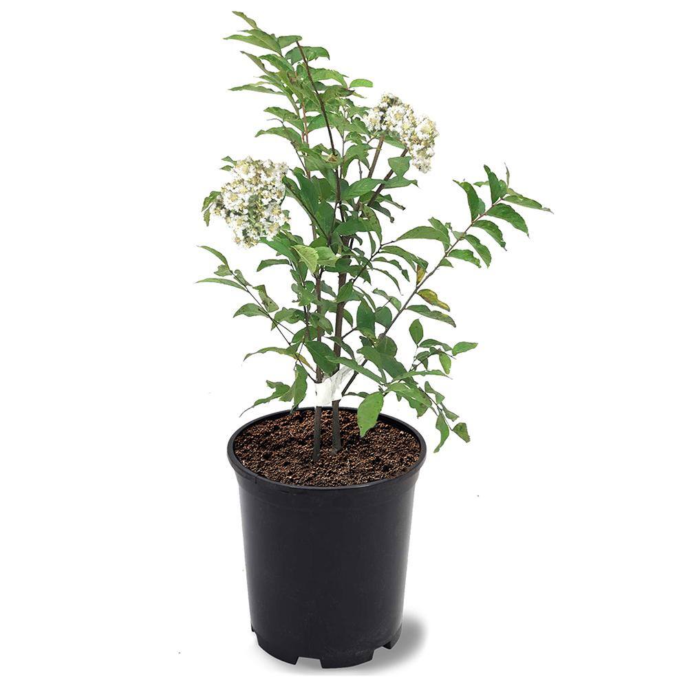 1 Gal. White Natchez Crape Myrtle Tree CRMNAT01G