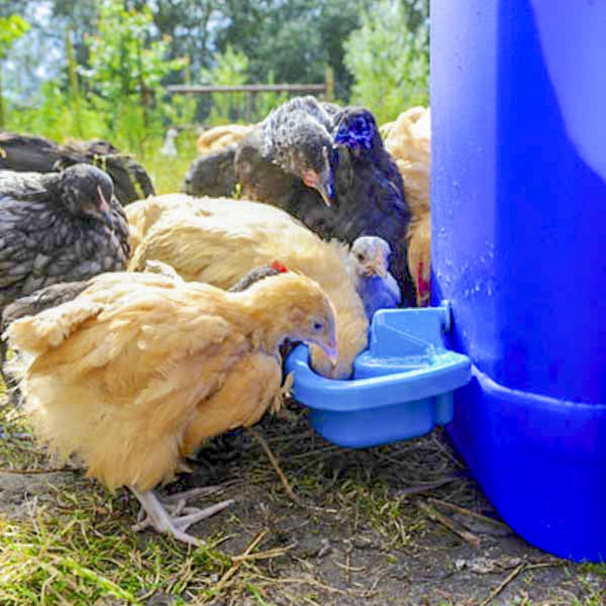 BEC Maxi-Cup Semi-Automatic Poultry Drinker