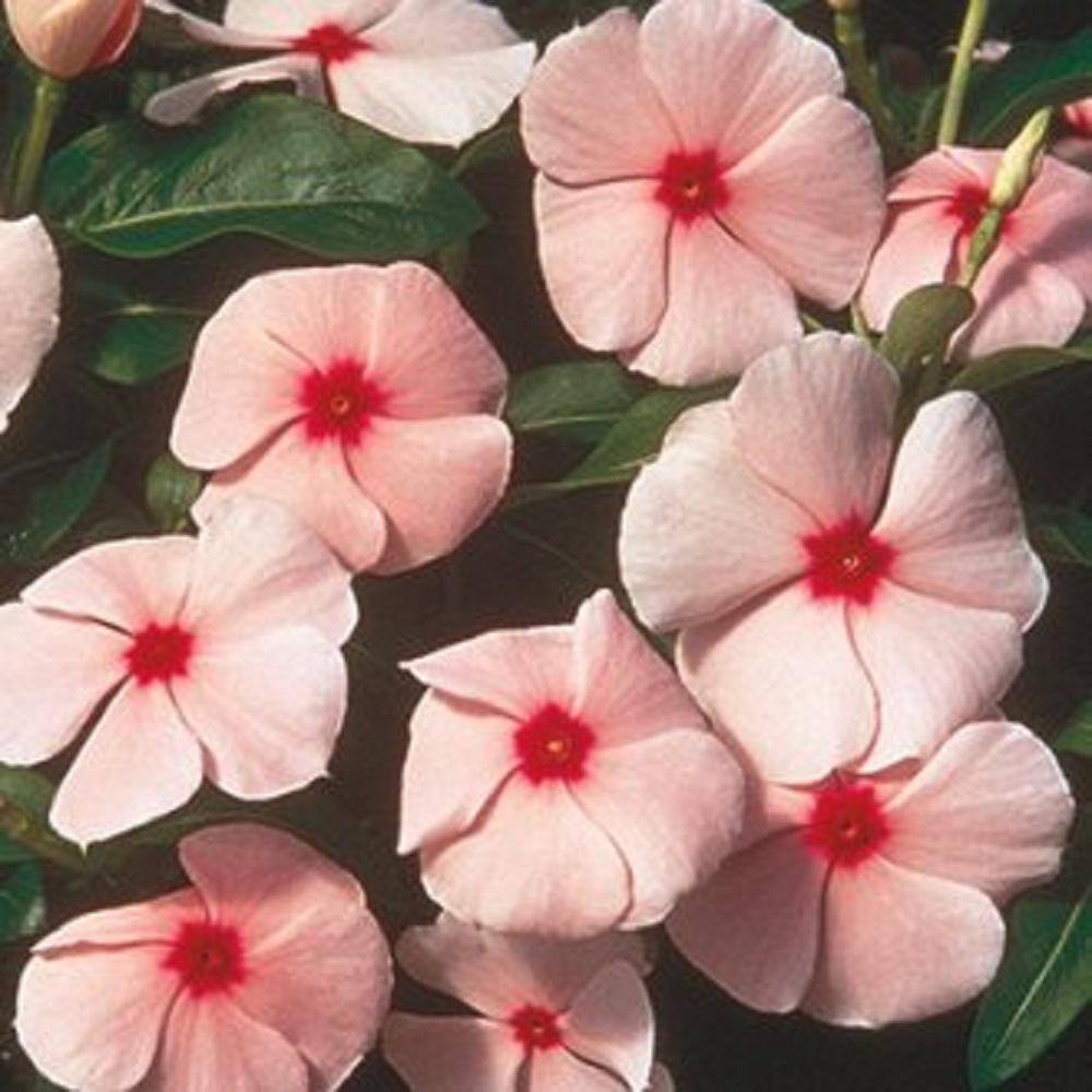 BELL NURSERY 4 in. Pink Vinca Annual Live Plant Pink Flowers (Pack of 6) VINCA4PNK6PK