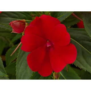 SunPatiens 6 in. Compact Deep Red SunPatiens Impatiens Outdoor Annual Live Plant with Red Flowers (4-Pack) VSNPAT6RED4PK