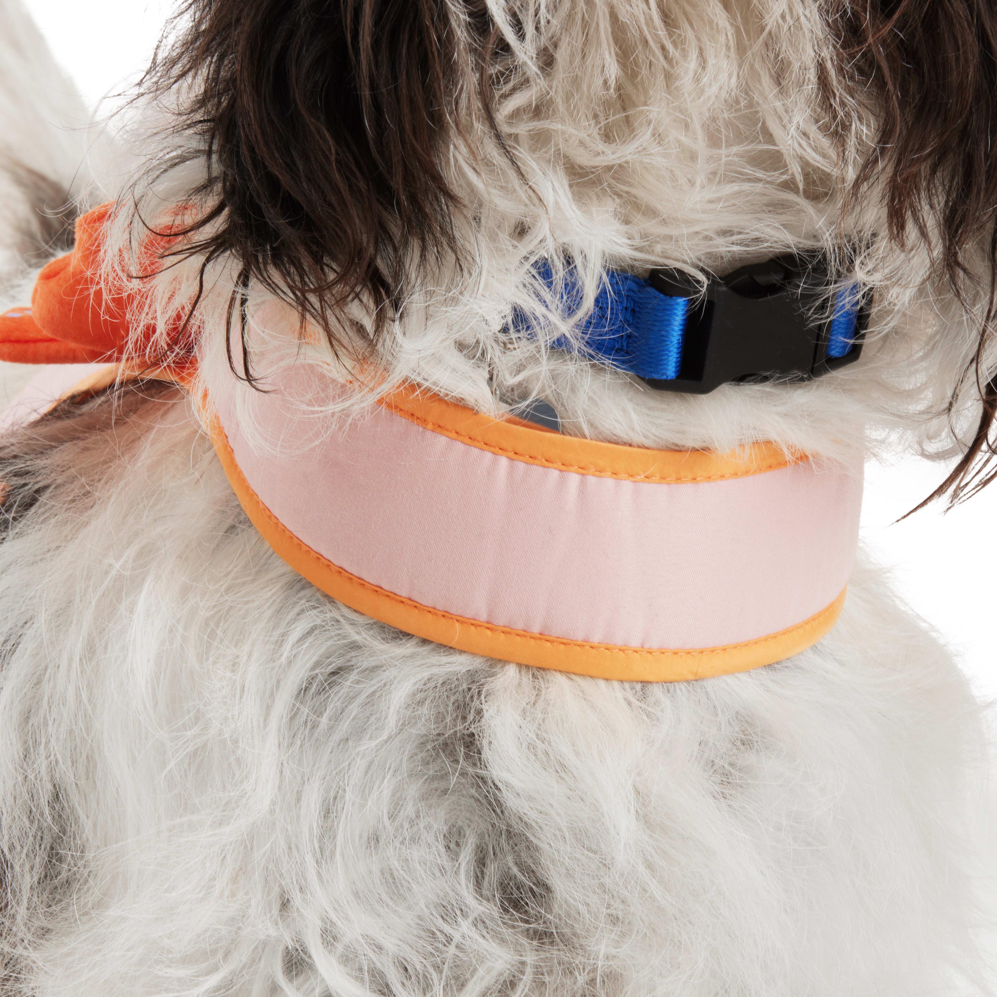 YOULY Butterfly Dog Harness， X-Small