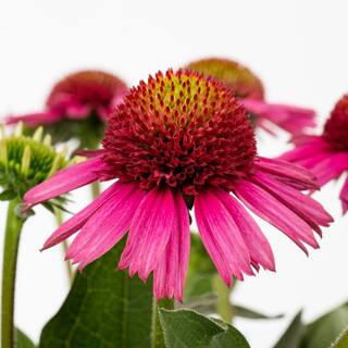 Vigoro 2 Qt. Pow Wow Wilderberry Pink Cone Flower Echinacea Perennial Plant (3-Pack) 4015