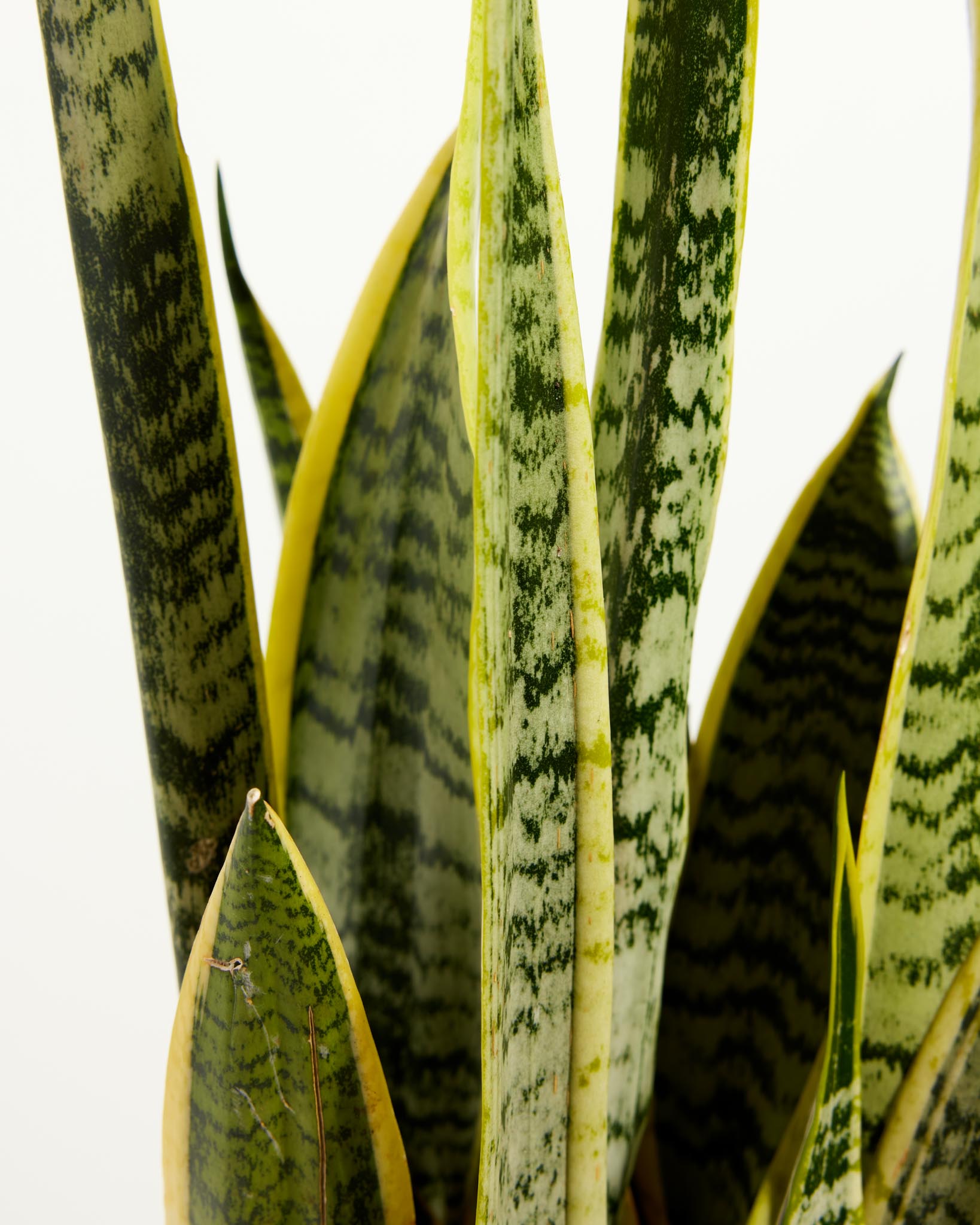 Variegated Laurentii Snake Plant