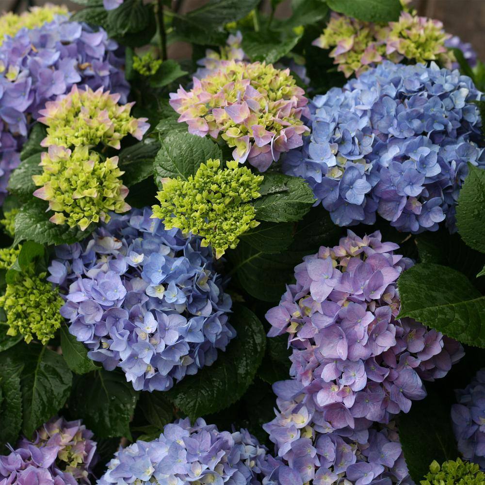 Proven Winners 2 Gal. Let's Dance Rhythmic Blue Hydrangea Shrub with Blue Flowers 14439