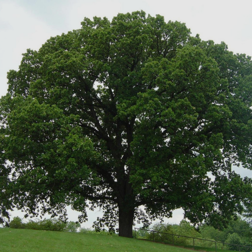 Bur Oak- Large Masculine Tree