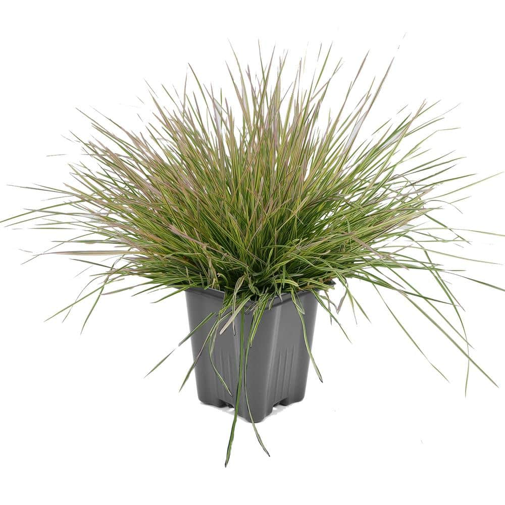 1.0 qt. Perennial Grass Deschampsia Northern Lights 1453