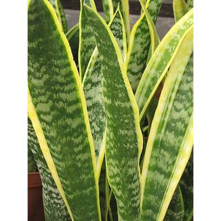 Pure Beauty Farms 1.5 Qt. Snake Plant Sansevieria Laurentii Plant in 6 in. Designer Pot BOPIS3297