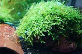 Christmas Moss Vesicularia Portion Live Aquarium Plants BUY2 GET1 FREE