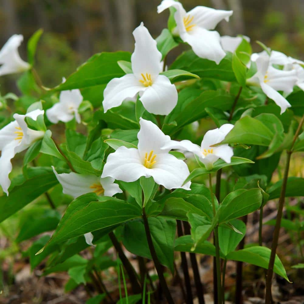 VAN ZYVERDEN Woodland Plant Trillium Grandiflorum Roots (3-Pack) 11396