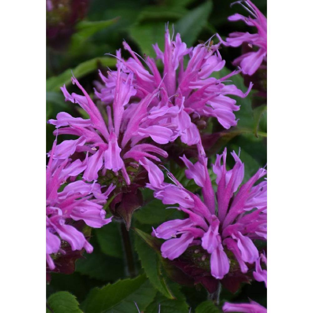 PROVEN WINNERS 0.65 Gal. 'Pardon My Lavender II' Bee Balm (Monarda) Live Plant Purple Flowers MONPWP0147103