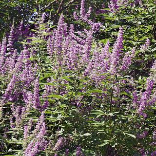 3 Gal. Purple Flowers Shoal Creek Vitex Live Plant VITSHO03G