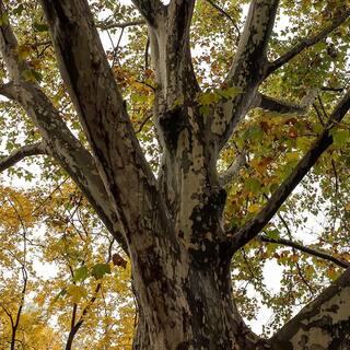 5 gal. American Sycamore Tree SYCAME05G