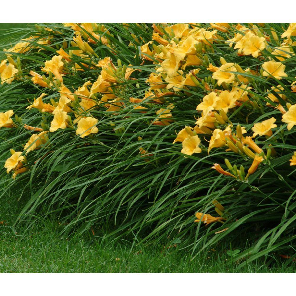 BELL NURSERY 1 Gal. Daylily Plant 684354